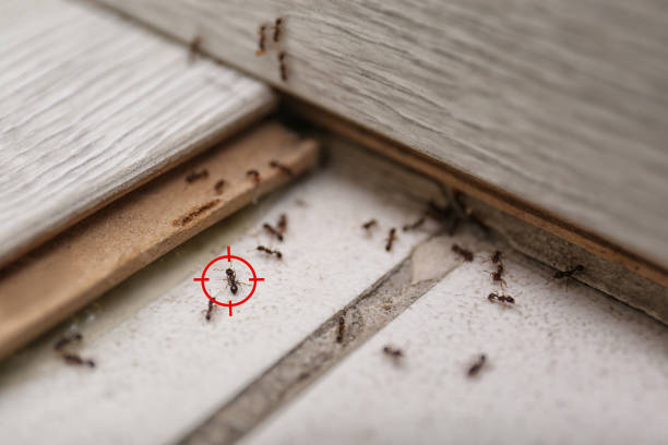 Best Wasp Removal Services  in Salmon Creek, WA